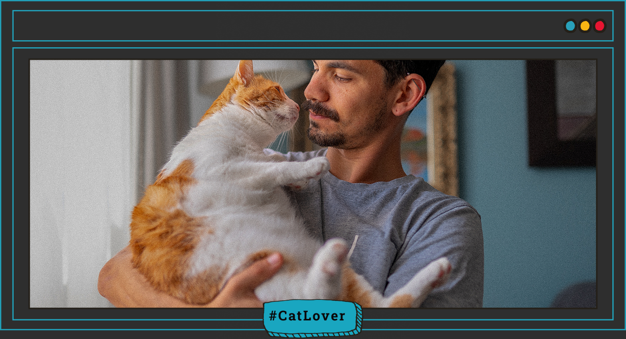 consejos para adelgazar a un gato